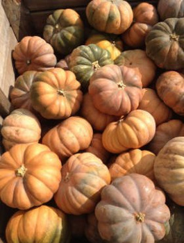 Dynia piżmowa MUSQUEE D`HIVER DE PROVENCE 3g